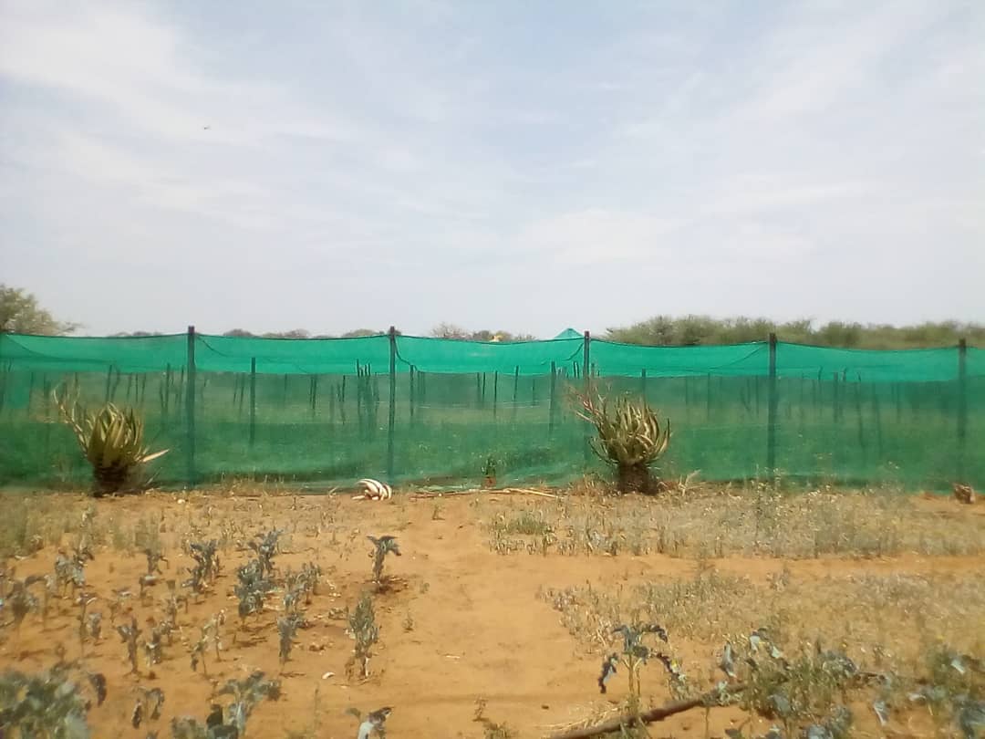 3ha FARM PALAPYE Buy 0704 - Find Real Estate in Botswana